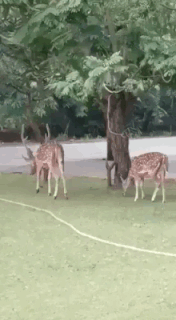 这是训练长颈鹿呢