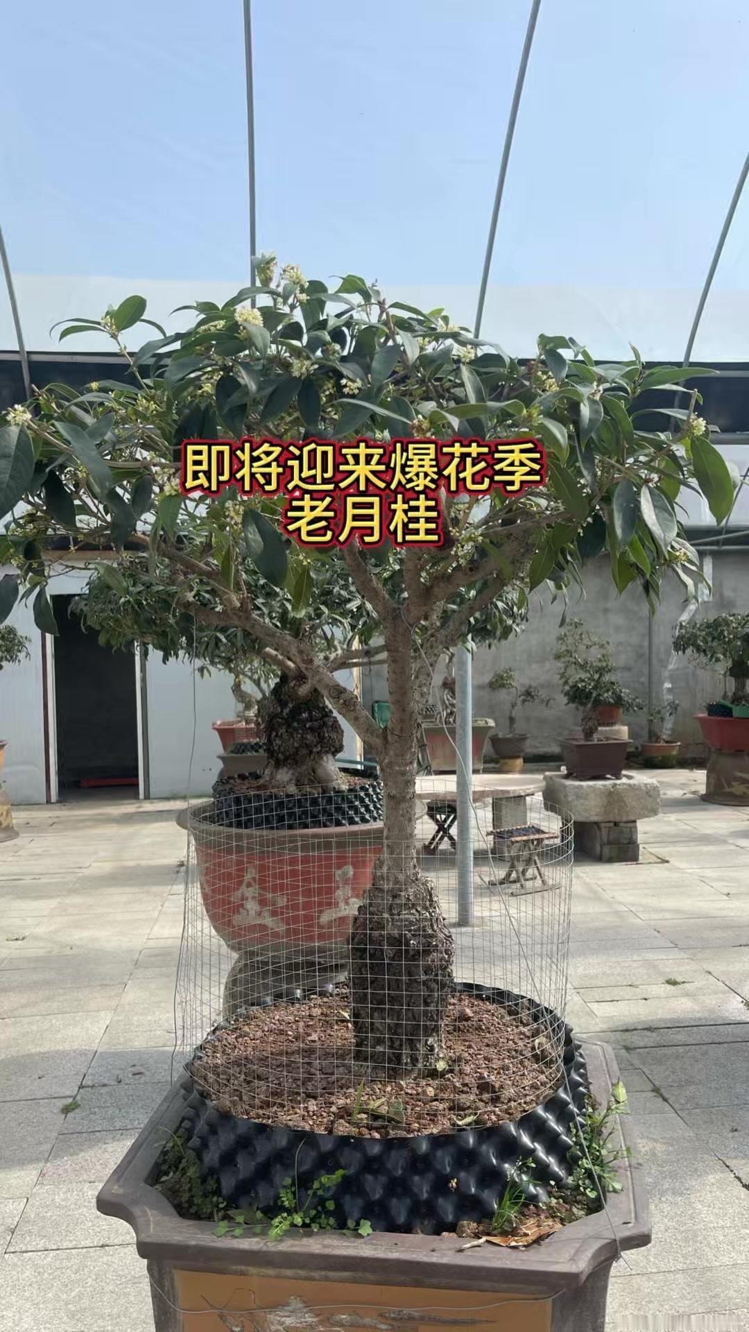 🌿最近天气回暖，老月桂的花量肉眼可见地增加了！它比金桂银桂丹桂更特别，花期不是