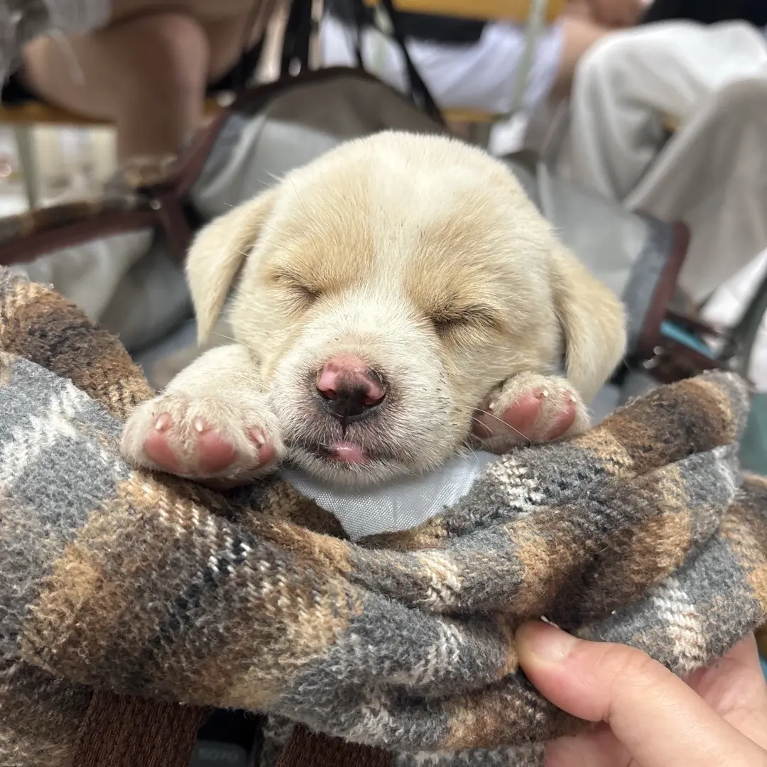想养一只爱我的小狗🐕
