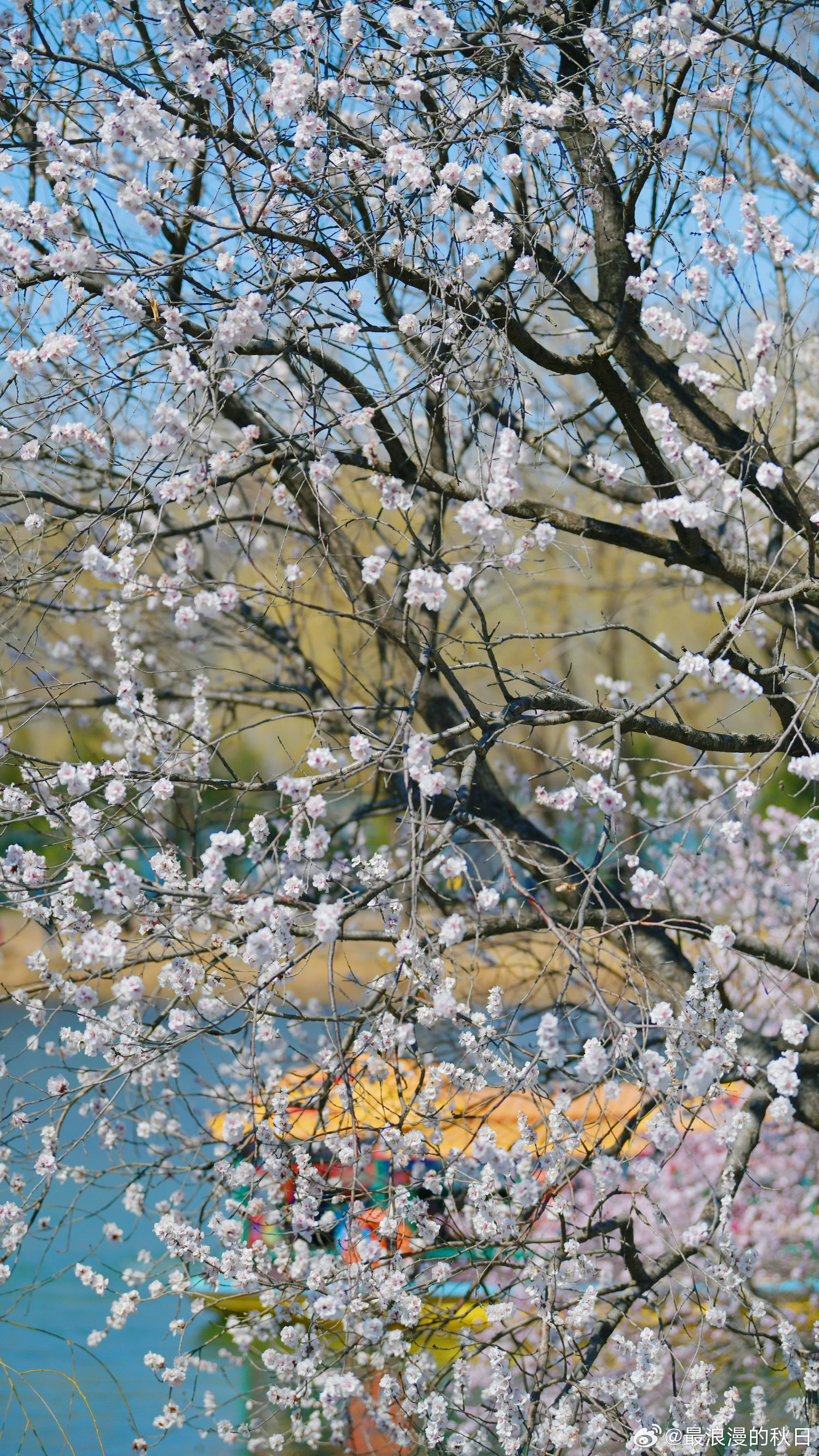 春光正好——颐和园 摄影