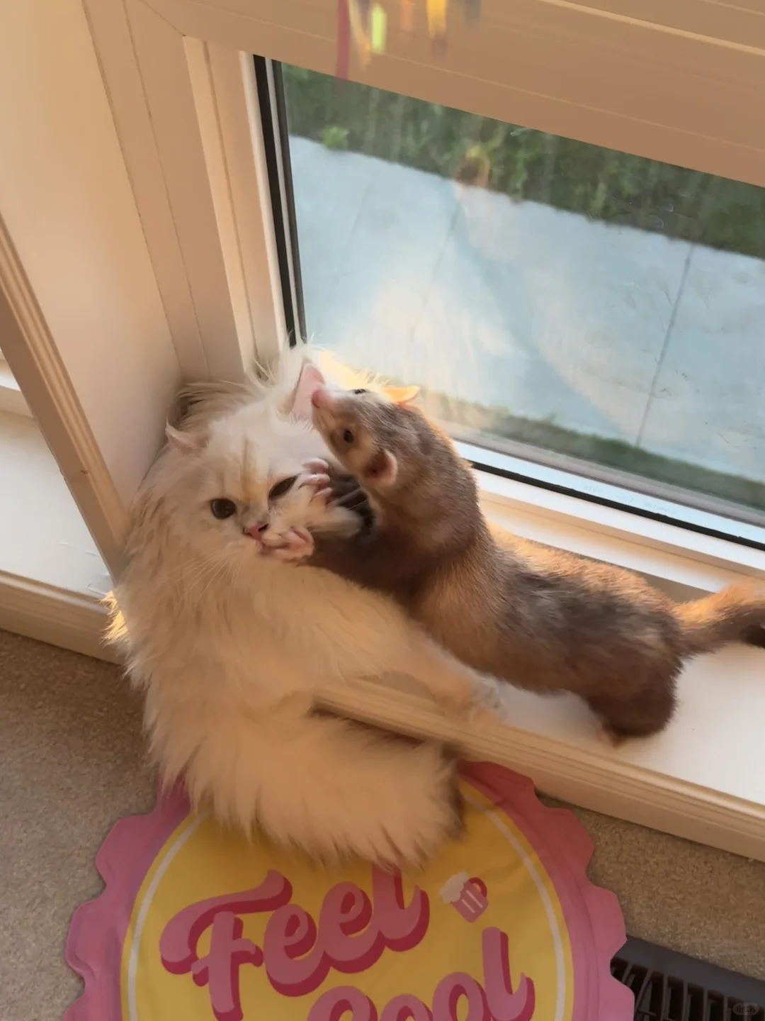 貂貂怎么天天欺负小猫🥺