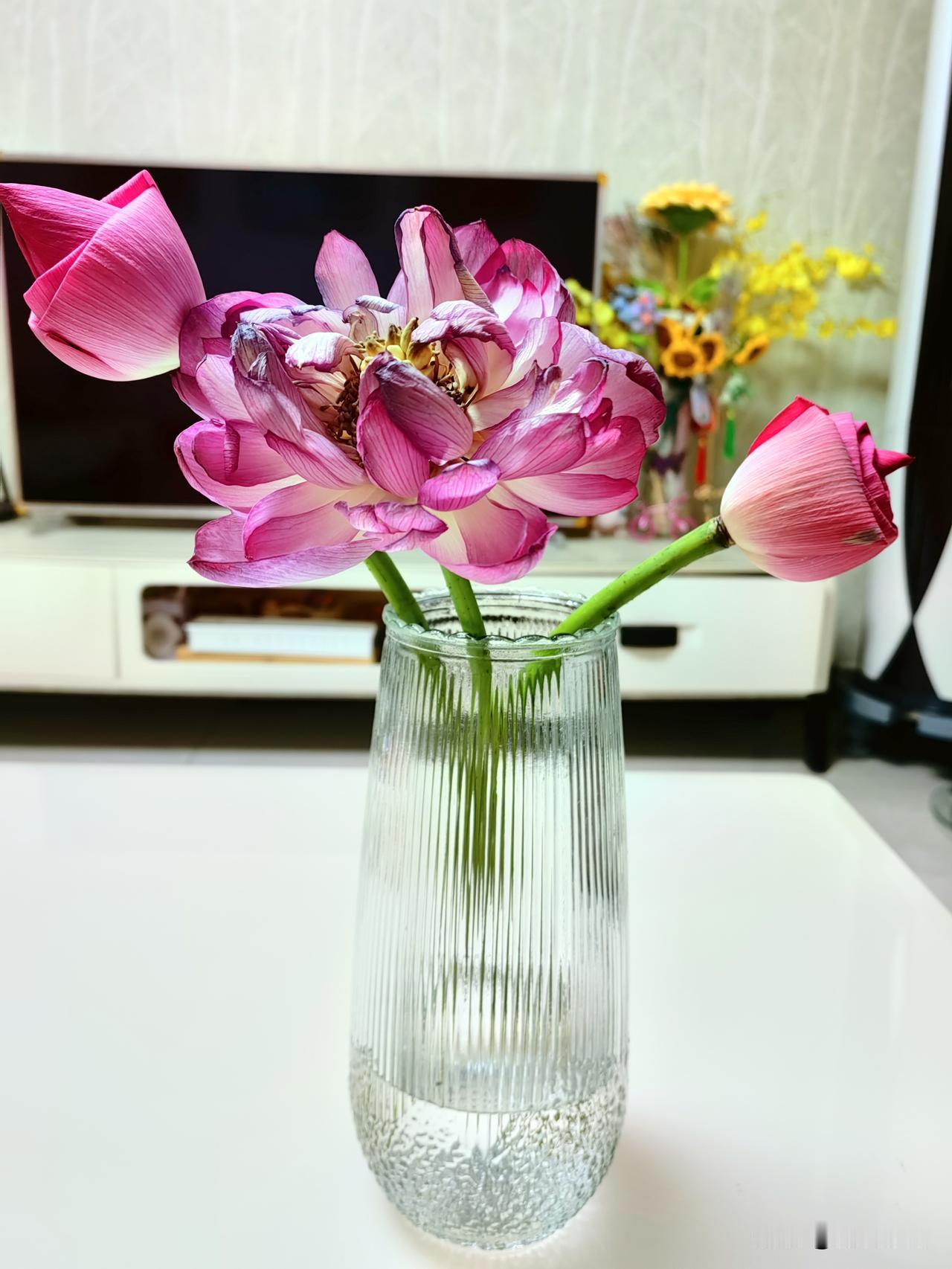懒蛋养的花也懒，插瓶两三天了，中间那一朵都快开败了，旁边两枝还没动静。那就别怪我
