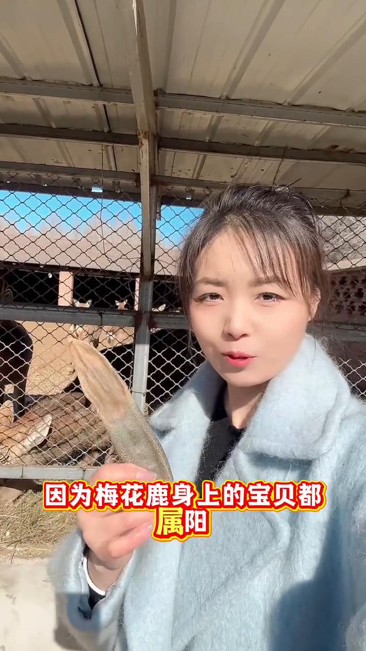 梅花鹿身上最珍贵的不是鹿茸，而是我手里拿的这个鹿尾巴。因为梅花鹿身上的宝贝都属阳