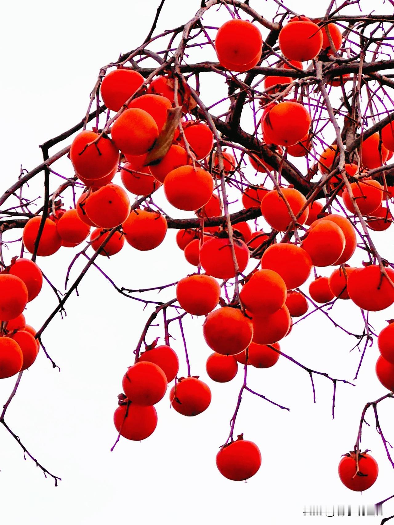 年年岁岁柿柿红，事事（柿柿）如意