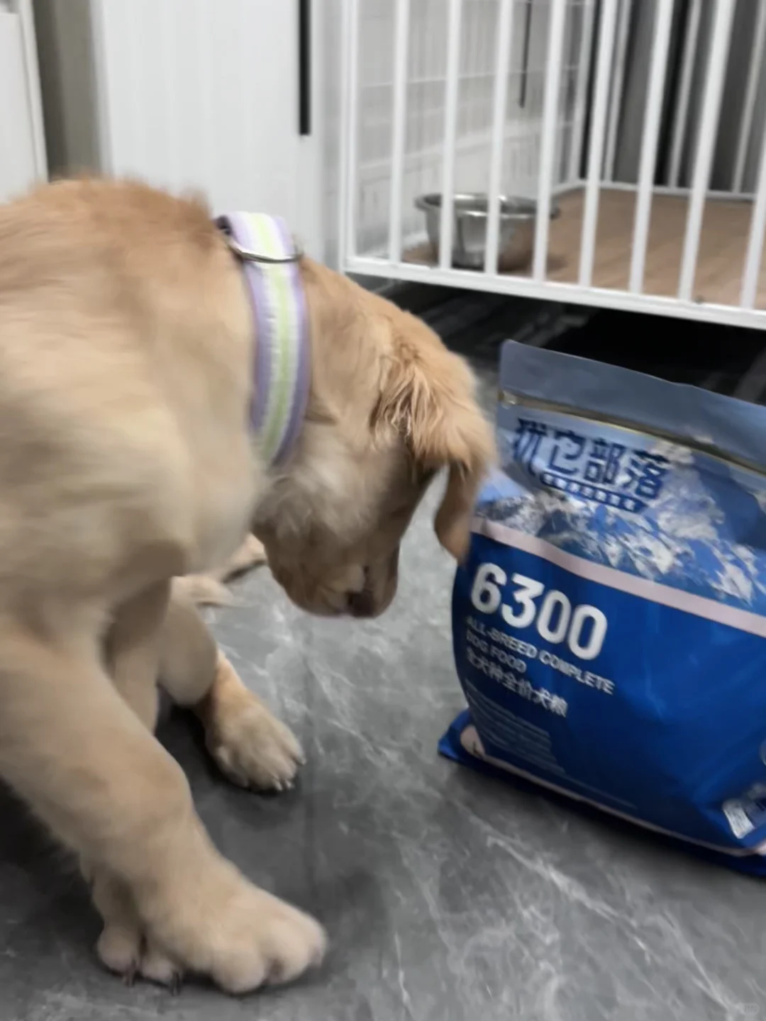 犹它部落这波赢麻了！