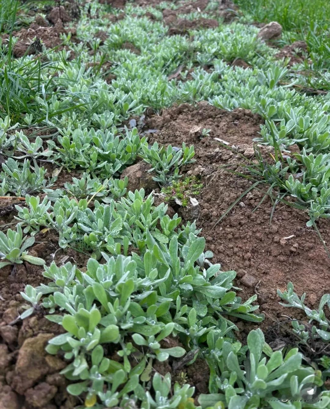 春天来了，现在这个季节，地里面生长着很多这种野菜，有很多地方人，摘这种野菜回家用