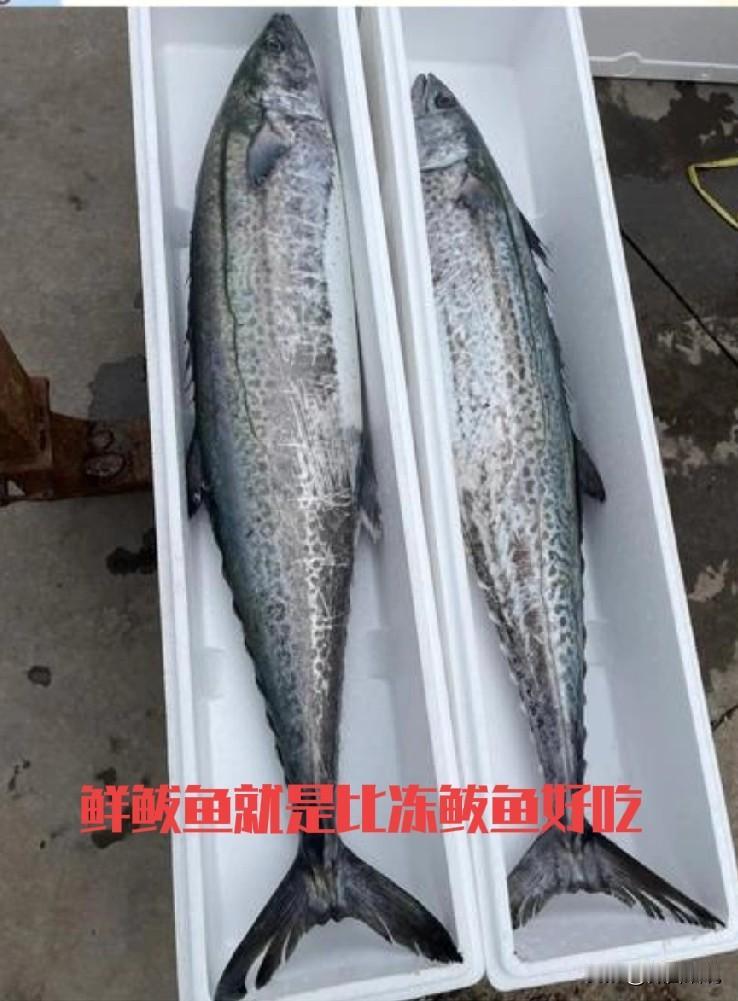 一看到青岛鲅鱼，沙子口鲅鱼我就想笑，这大海连成一片，鲅鱼一生都在不停的游，渔船也