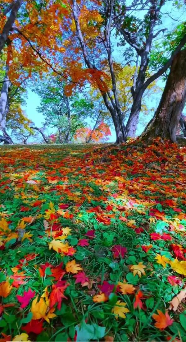 秋天到临朐看红叶，绝对是一场视觉盛宴。10月23日霜降时，临朐石门坊景区迎来红叶