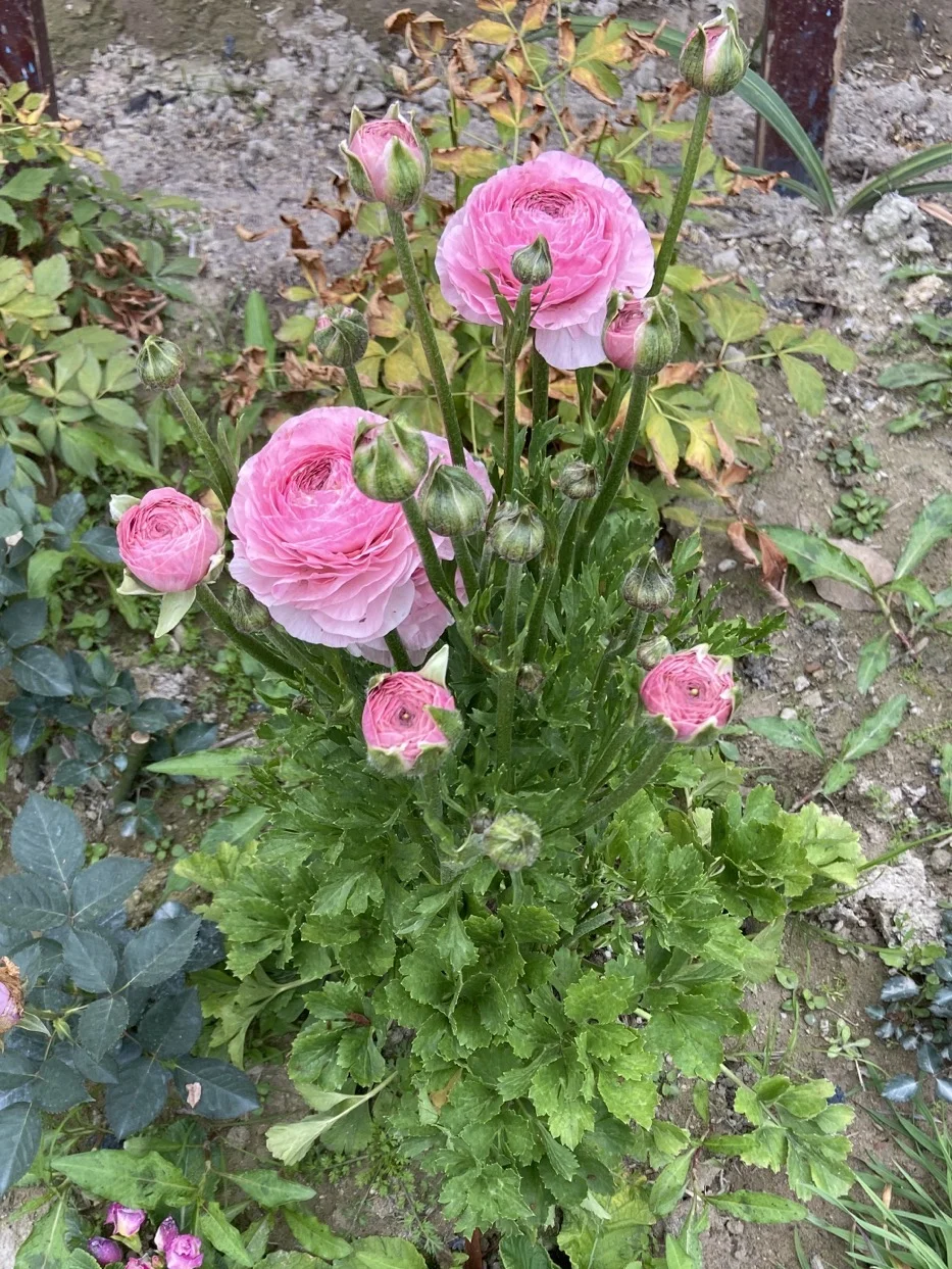 塞纳河开花了，好多花苞