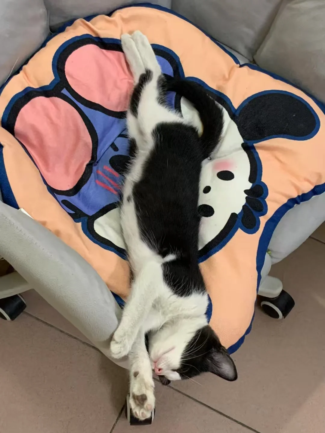 懒猪