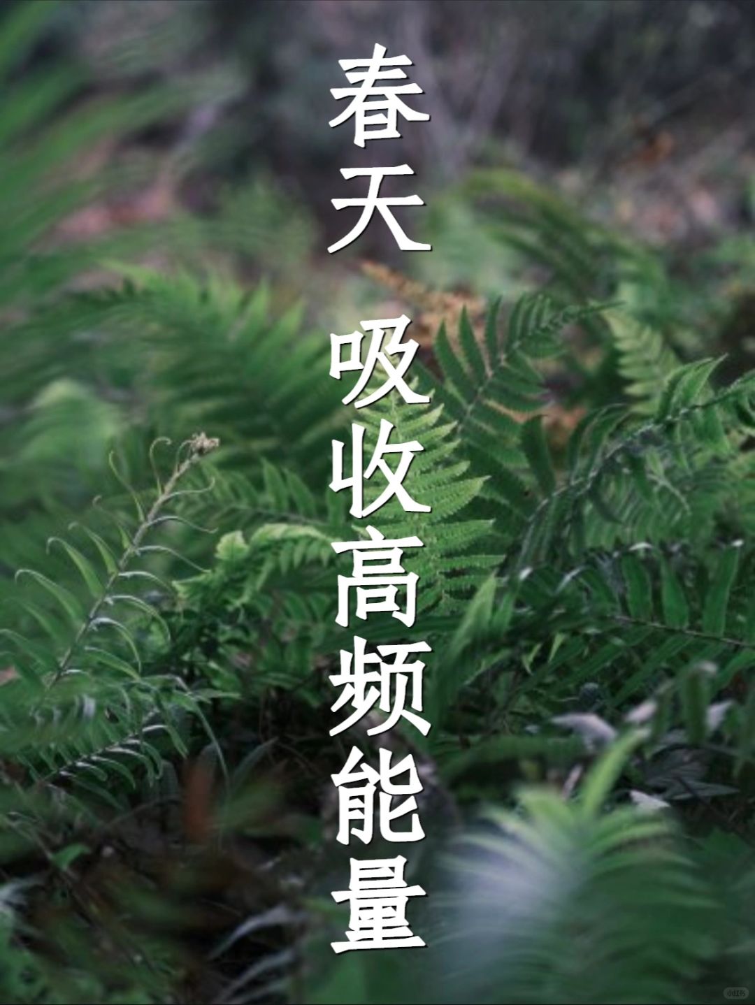 春天要吸收草木生长的高频能量