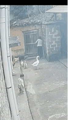 大鹅啊大鹅，你说你惹谁不好