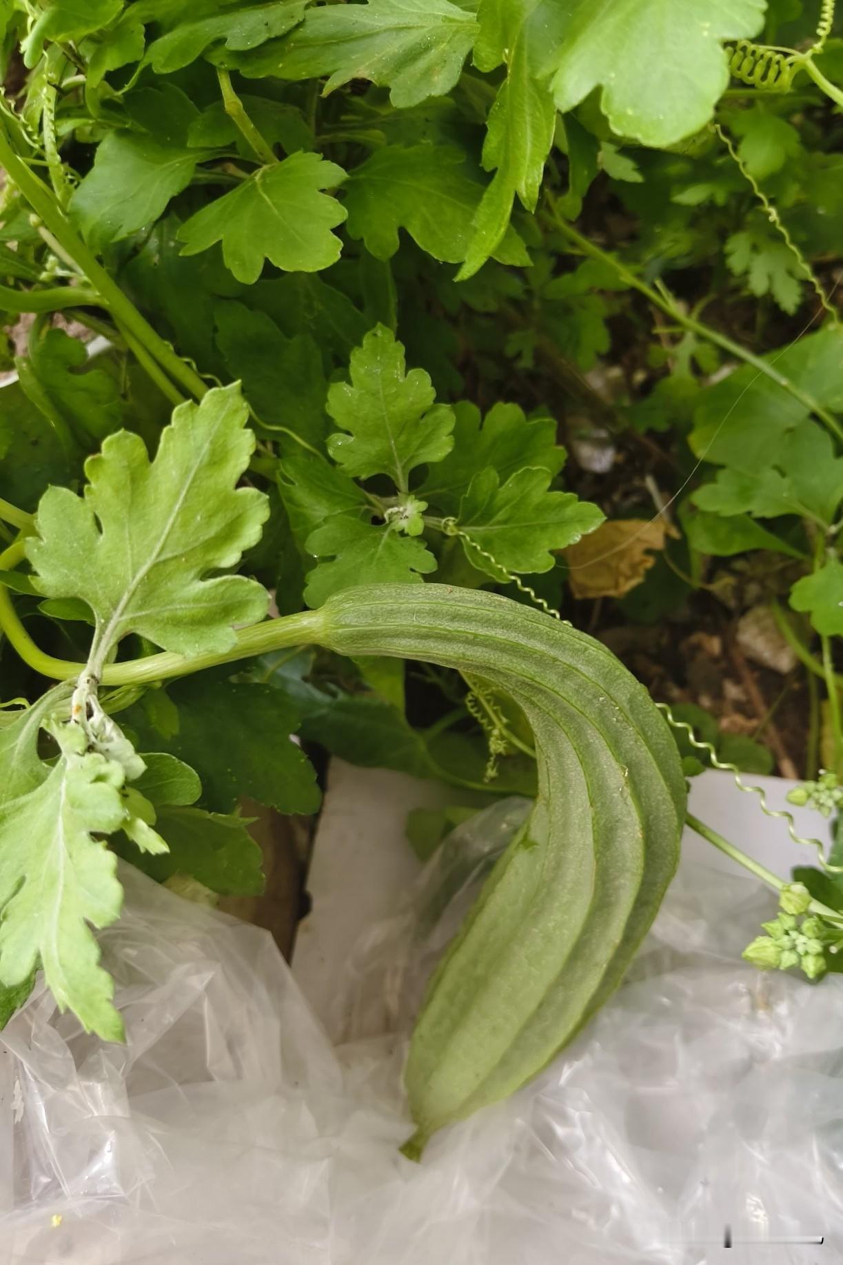 昨天从菊花丛里摘个丝瓜，别说菊花上结的丝瓜就是好吃[捂脸]
你们养的菊花开菊花，
