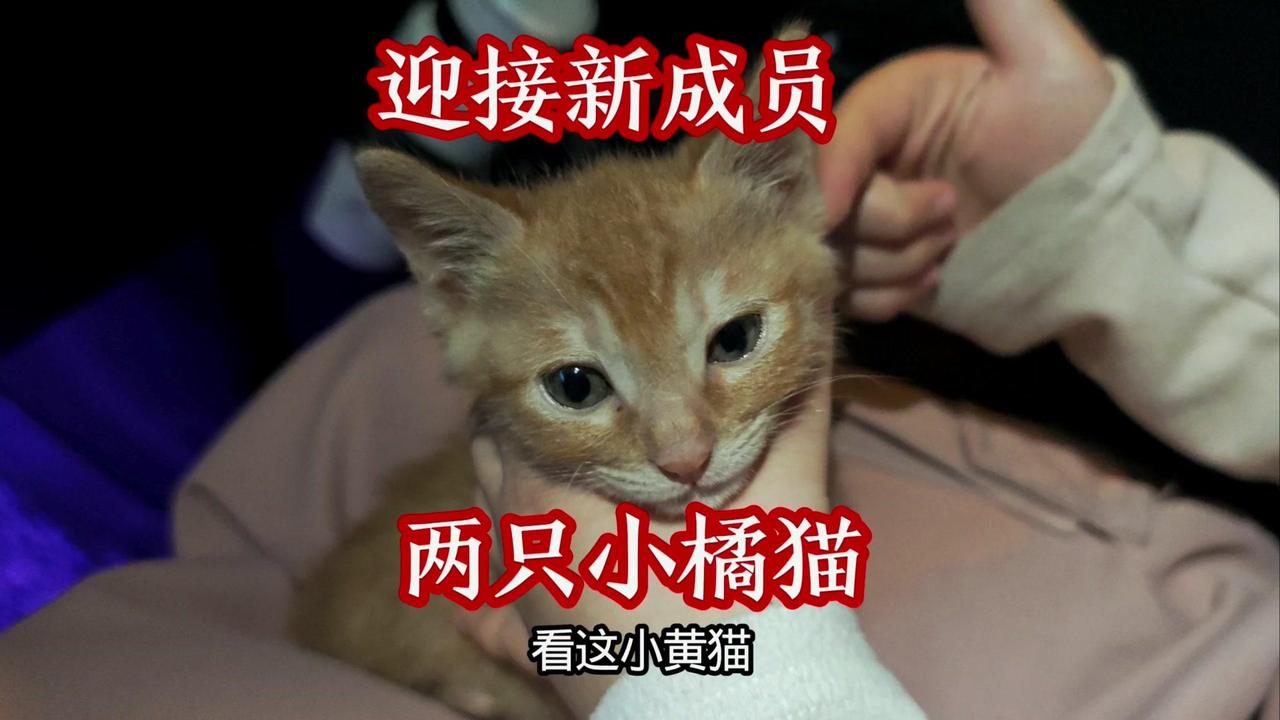 小猫隔离期的“修罗场”刚接回家的两只小橘猫，被原住民小黑的“领地巡查”萌到了！