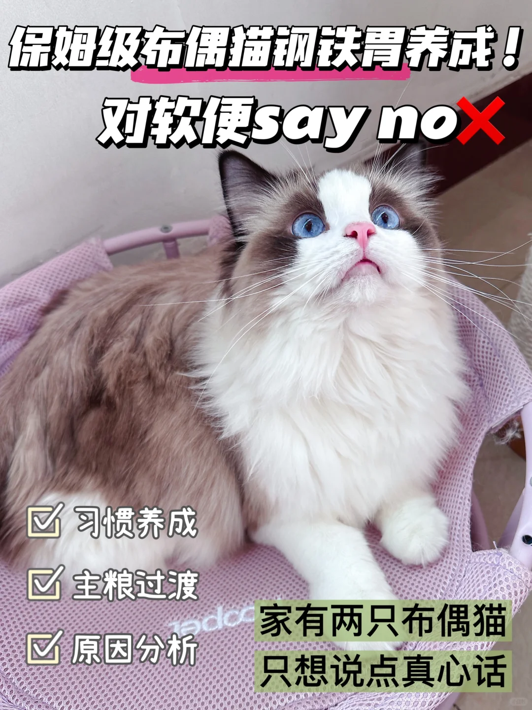 玻璃胃劝退养布偶？那是因为你不知道…