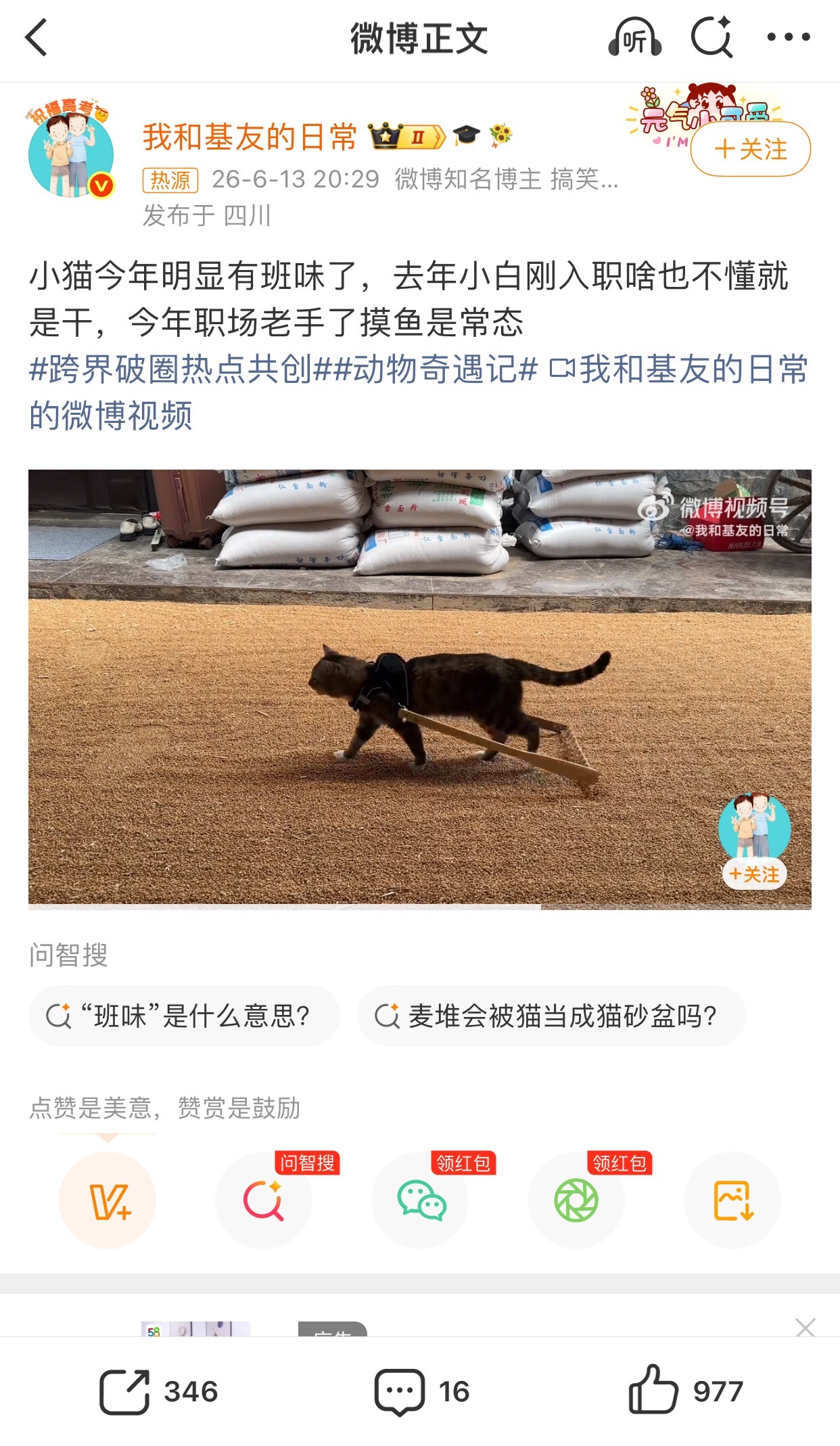 小猫今年明显有班味了小猫？NoNo～牛马？YesYes～解锁打工猫一只这回铲屎官