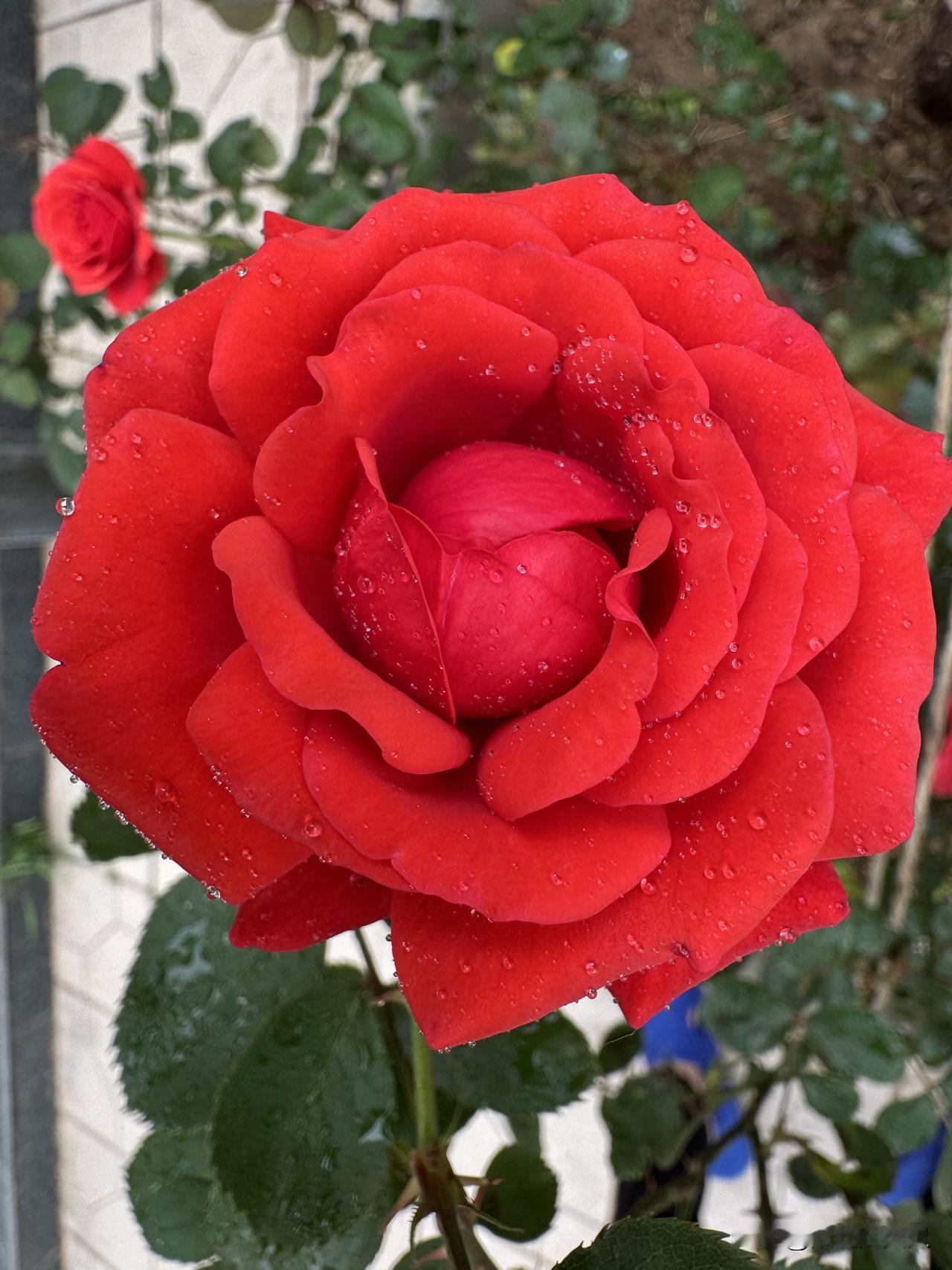 我院里的月季花真美。这个小院花池子不大，但是特别养眼。
有月季花。石榴花也在长出