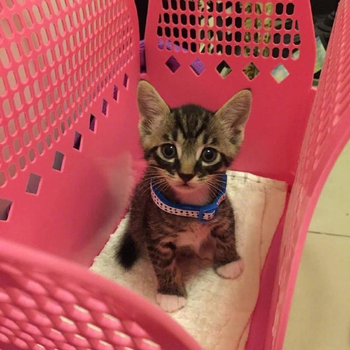 养了5年的猫，现在24斤，看来是幸福的喵生了...[嘻嘻]