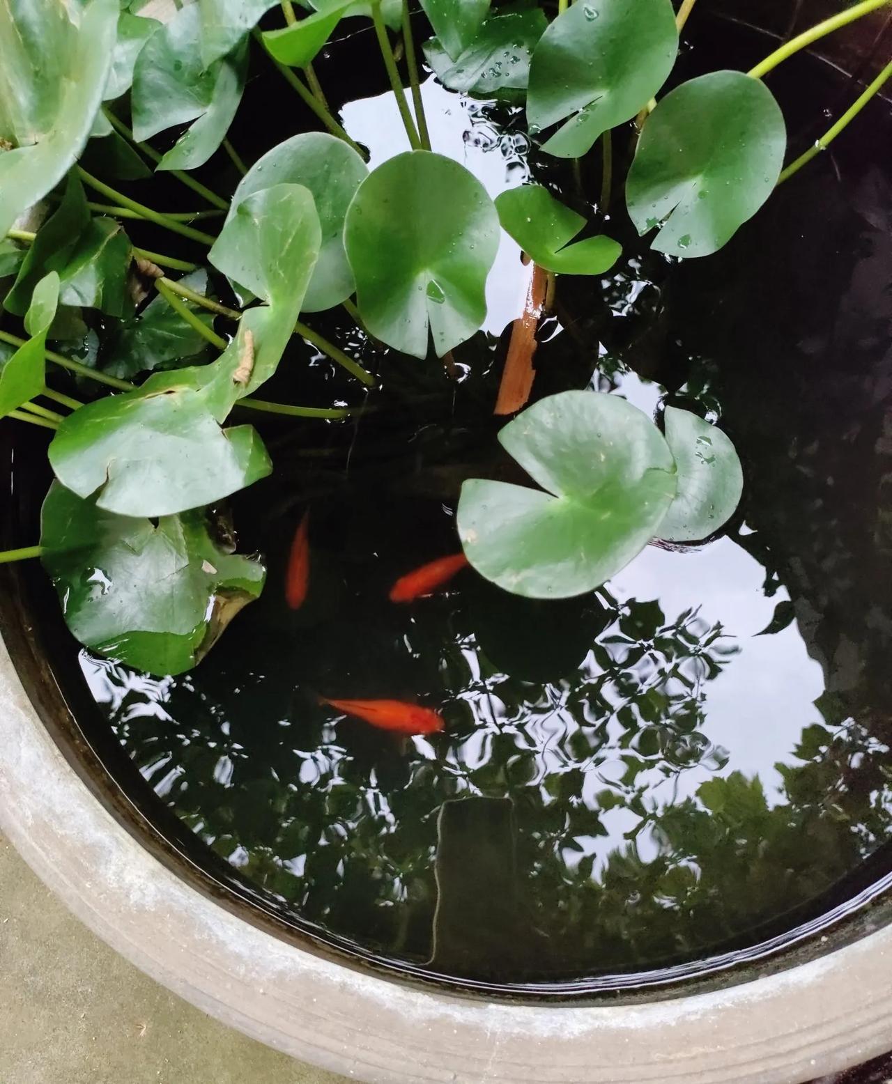 #夏日生活打卡季#
经常会在楼下闲逛，楼下的一个墙角里，有人养花，走近一看，不光