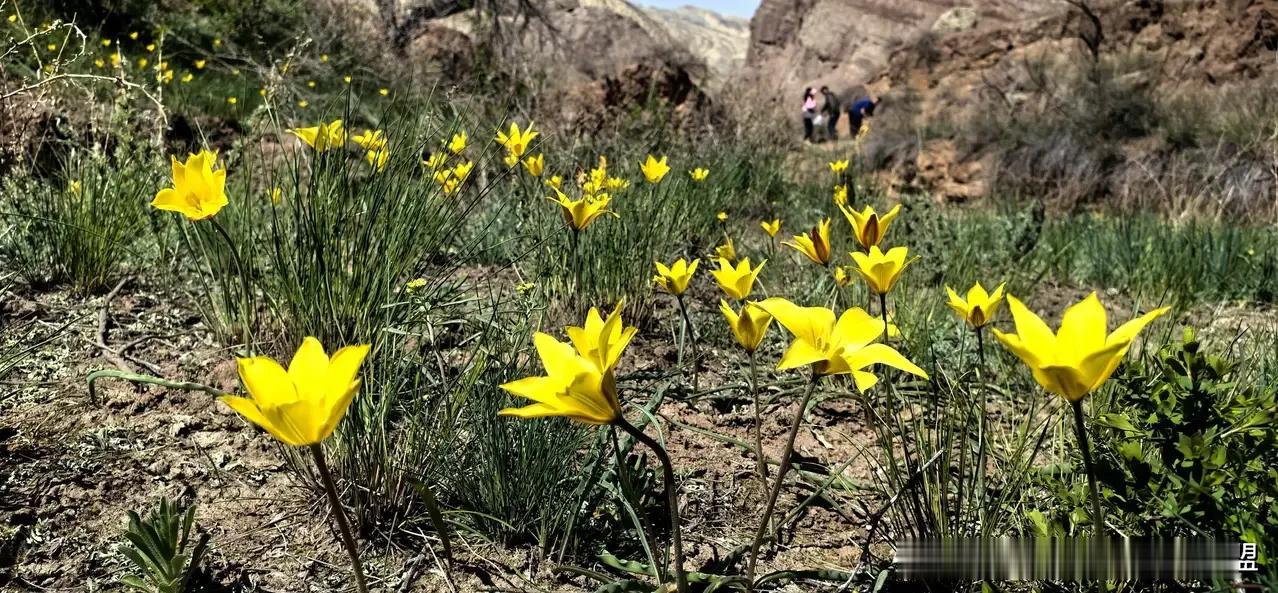 分享乌鲁木齐周边可以采野菜的地方，乌鲁木齐的春天突然就降临了，几天时间，树全绿了