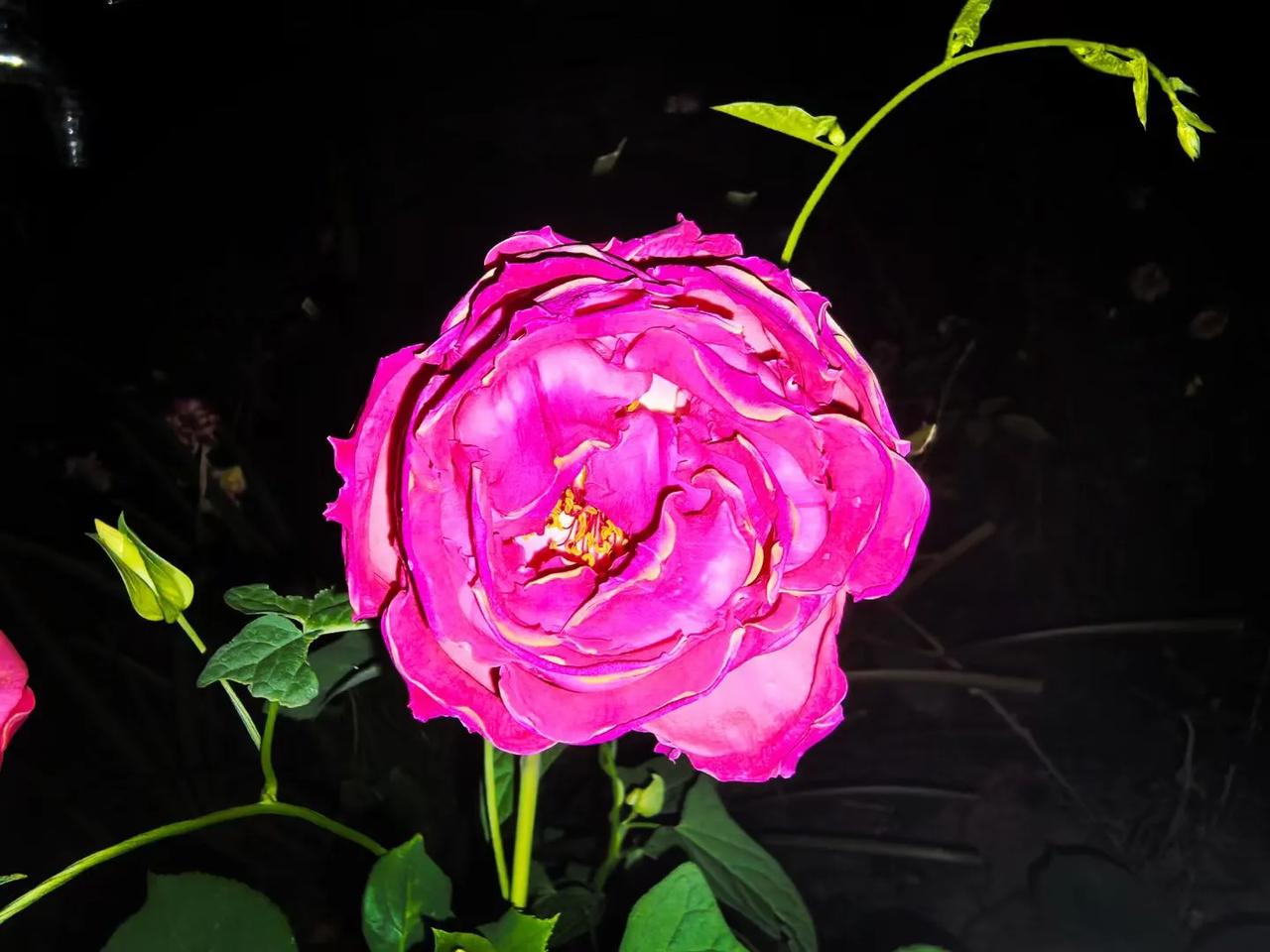 初夏的夜，柔风轻拂。阳雀在幽暗中啼鸣，那声音清越悠长，顺着潺潺的溪流飘荡。溪流蜿