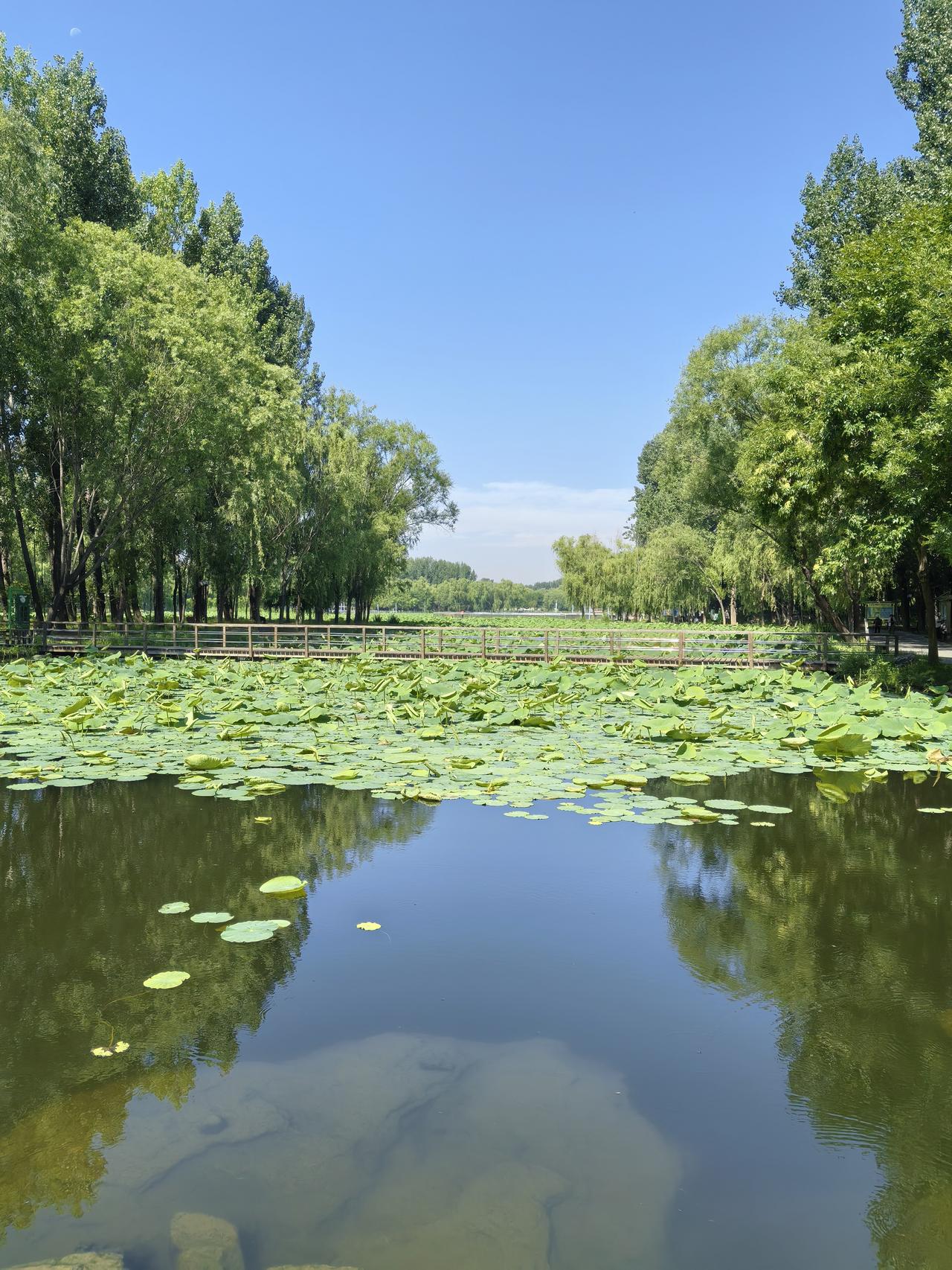 再访小龙河
今天上午陪岳母到平谷马坊小龙河看荷花，来早了只见大片的荷塘荷叶接碧相