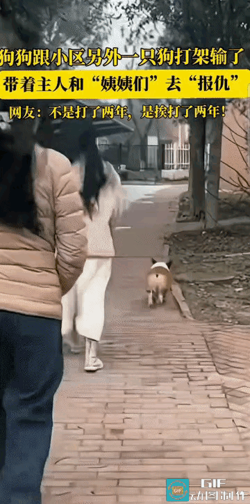 “狗界社会哥”上线！柯基被打哭回家摇人，带着主人和三位姨姨组团“复仇”，网友笑翻