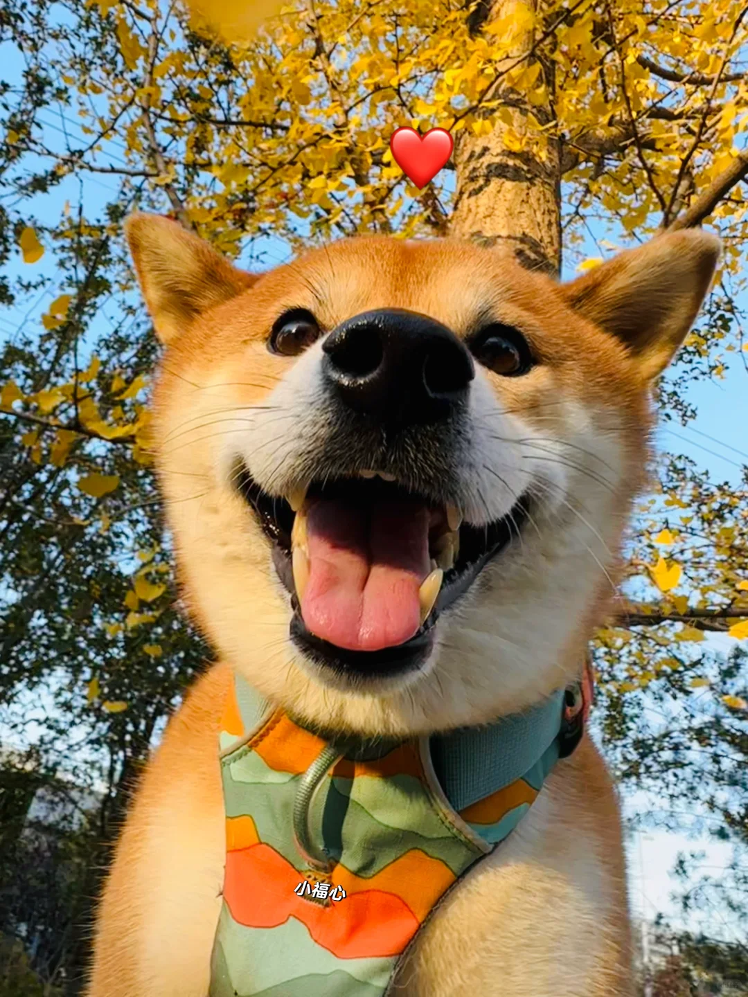 开心小狗