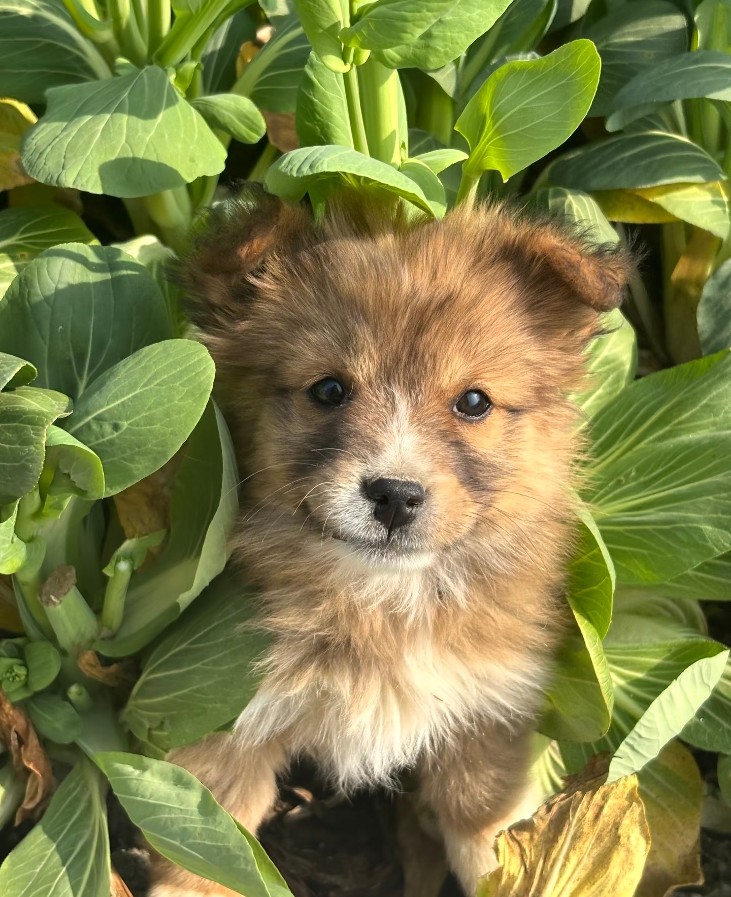 我是一只小菜狗 