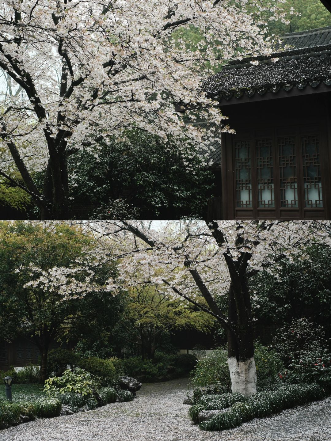比起太子湾，我更爱西湖边小众樱花寺庙🍃🍃