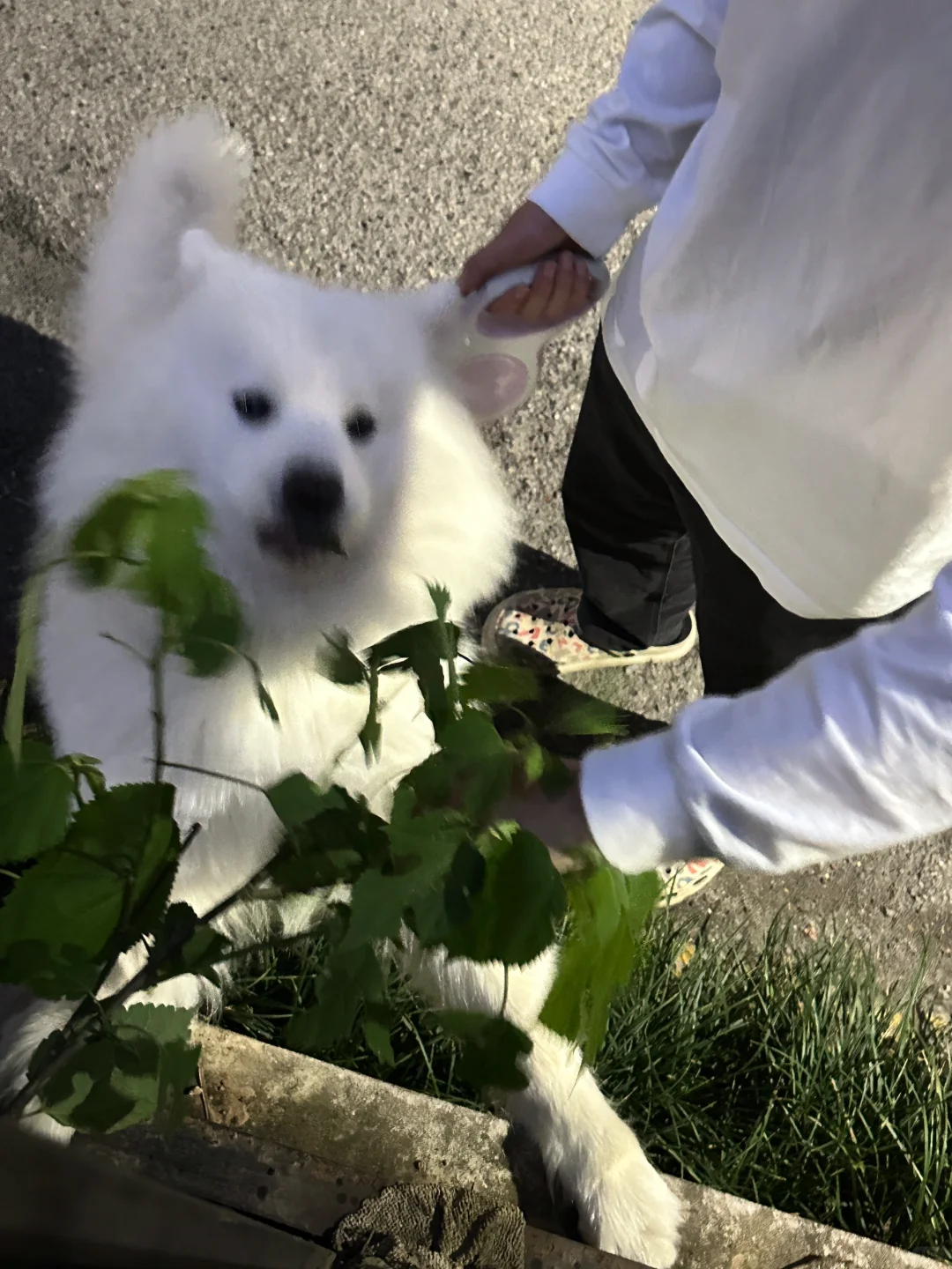 小狗每次路过都要吃这个草
