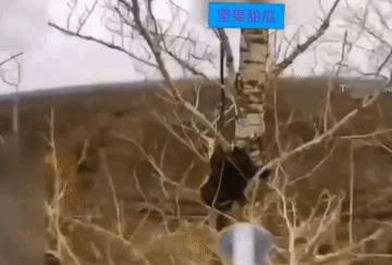 树上开花。乌军一个胆大的动员兵，冒着寒风和潮湿爬树安装天线，给无人机提供中继，可