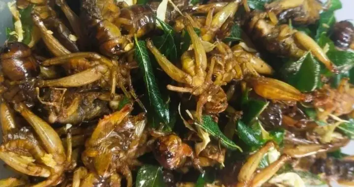 缅甸'黄金蟋蟀'价格暴涨！一箩3万仍遭疯抢！商贩：穷人吃不起