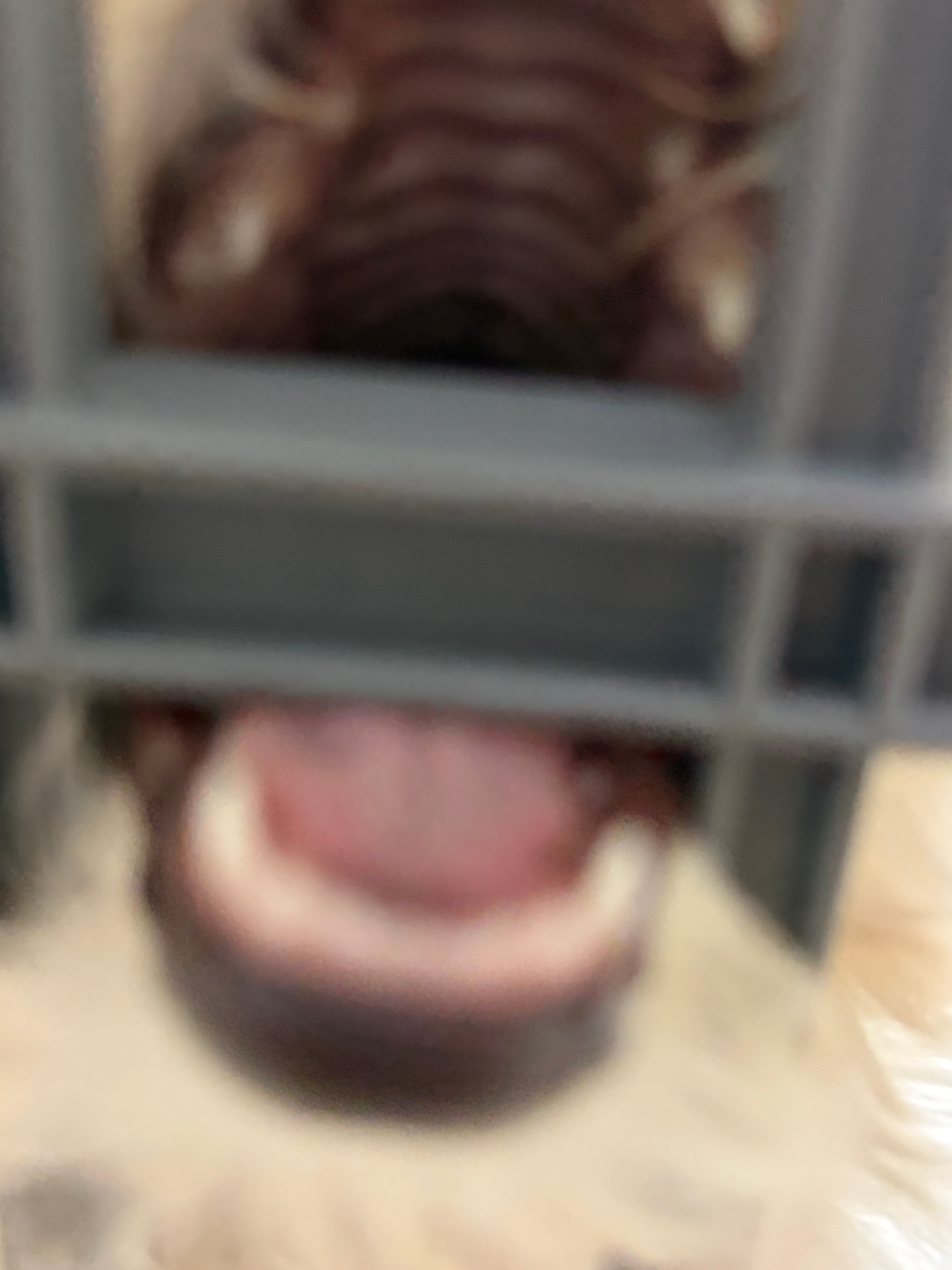 金波妞小狗大开口😳 （来自亲妈的拍摄……） 🐶：孩子很善良 