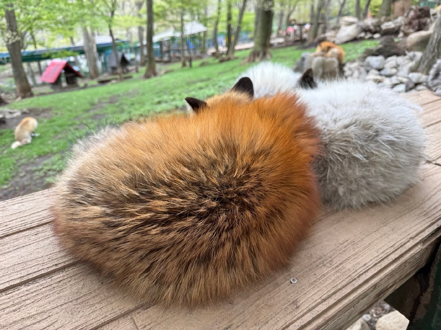 狐狸村双口味小餐包©️ttt_zegu952 