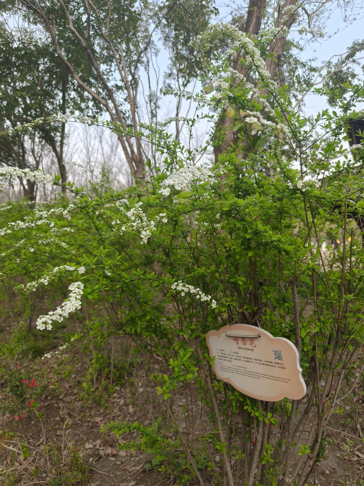 昨天赏花🌸又认识了一种植物🌿

叫～喷雪花❄️，我好像没听说过，

不过它还
