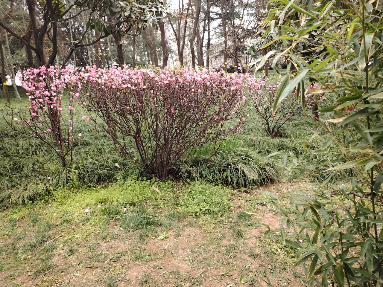 爱下棋的校长
有位校长爱下棋，
下遍学校无人敌。
从此觉得很得意，
复盘胜利很得