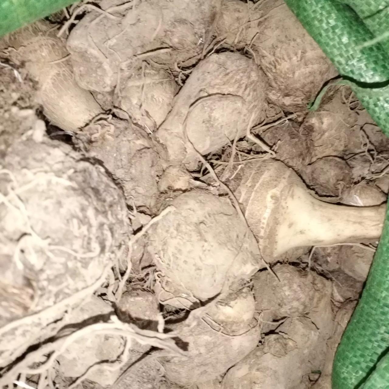 大姑送给我们这么多的芋头
北方和南方应该吃法不一样吧。
大家喜欢怎么吃芋头?