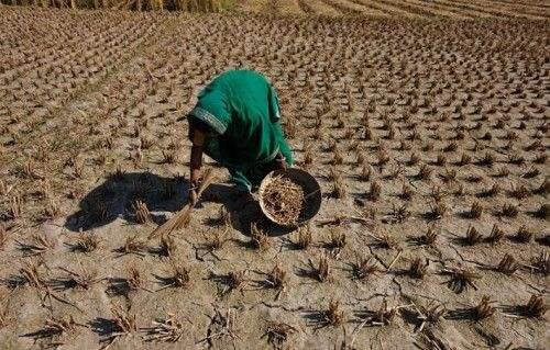 粮食危机下如何应对
全球各大媒体，世界各大智库，联合国粮食署……几乎全在喊一个事