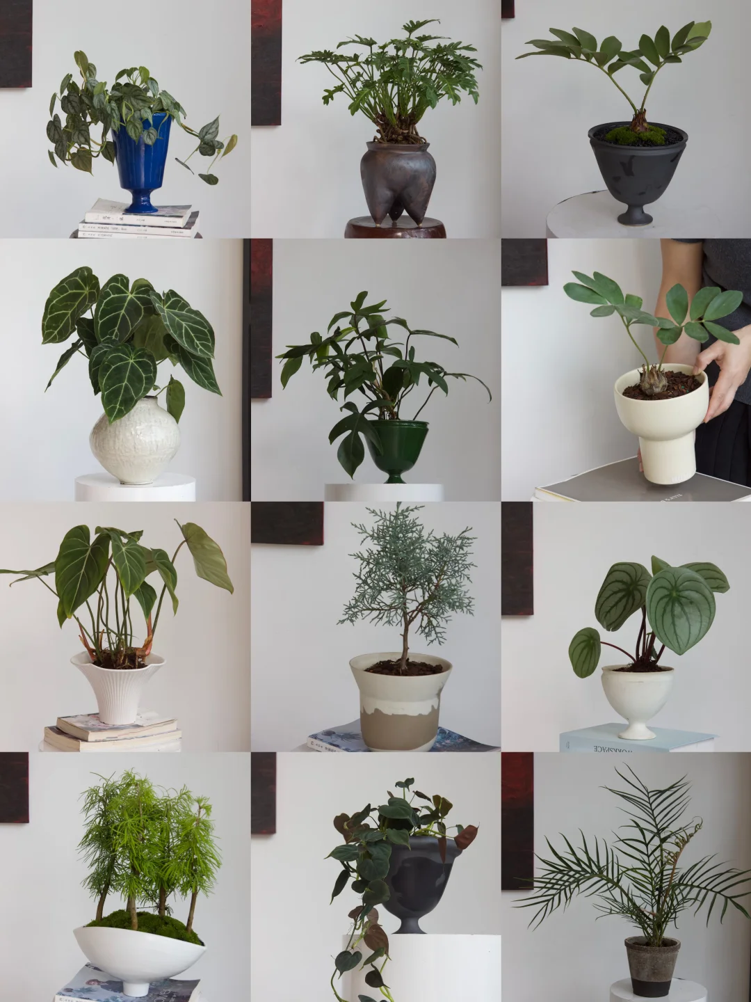 我家的植物大合集