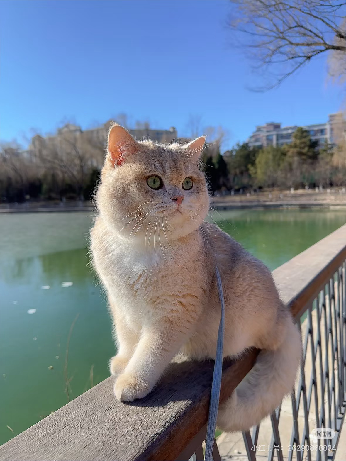 把一只狸花，一只大橘猫关在白色门外。我又成英短猫了。什么特朗普在北京上海深圳忙活