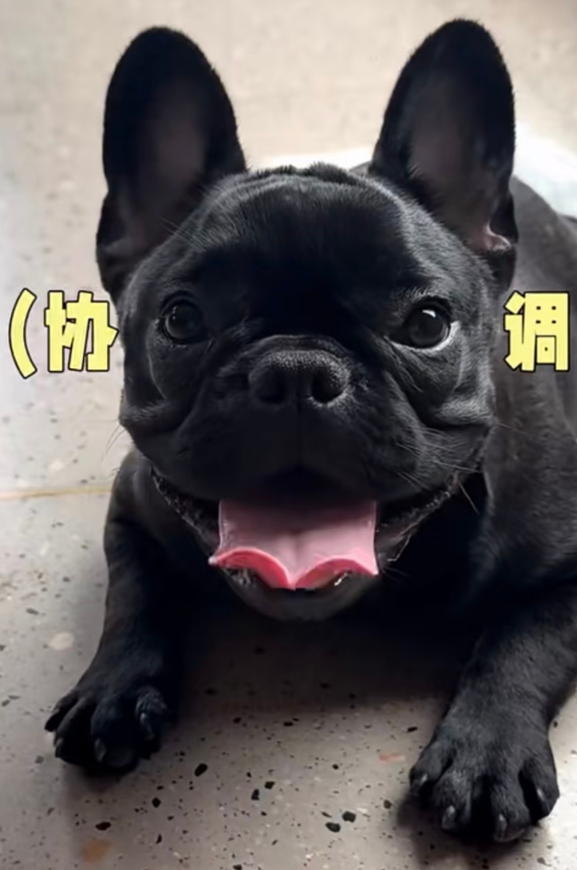 其实黑啤还是挺可爱的多萌 