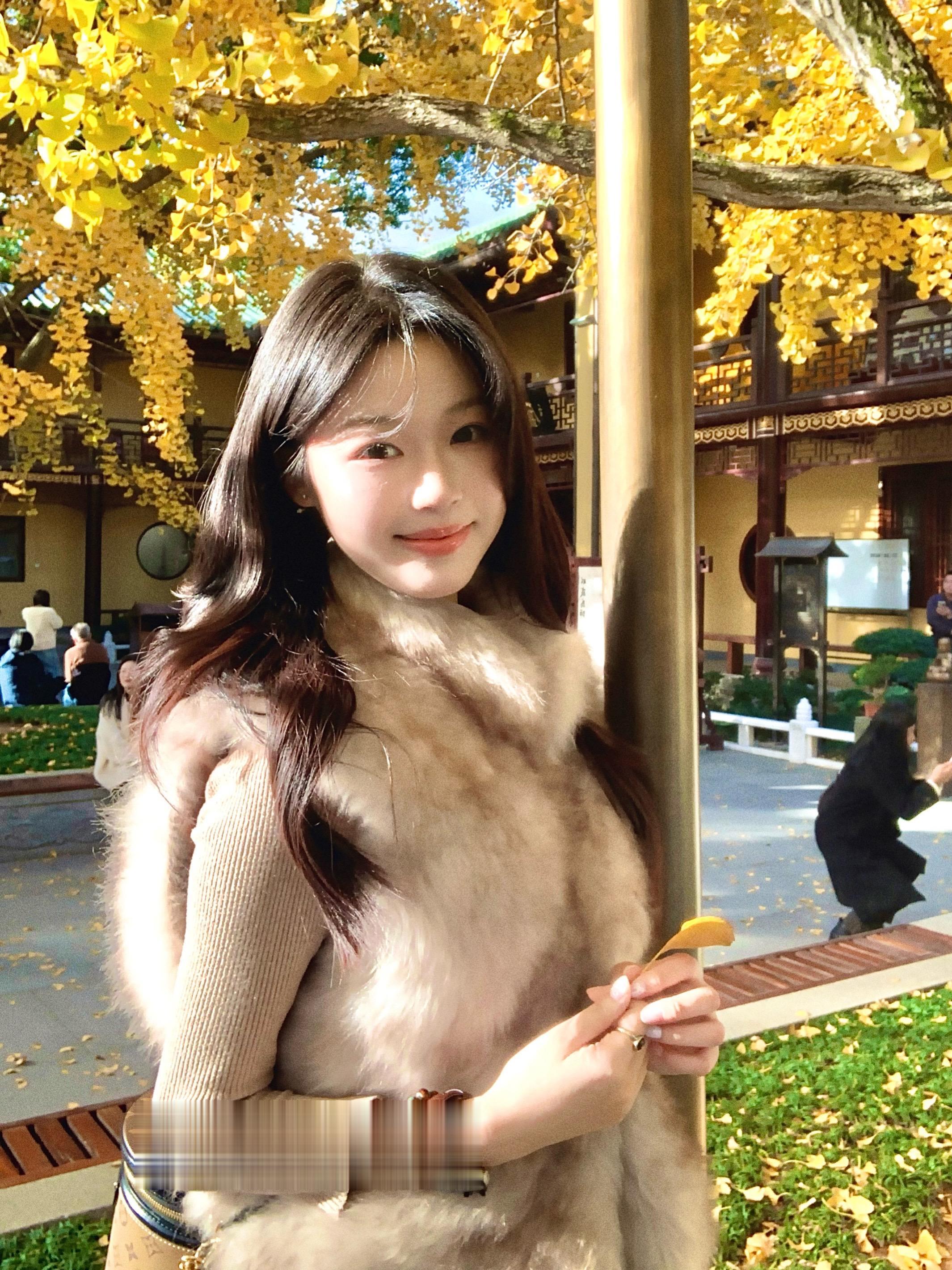 银杏   🍂