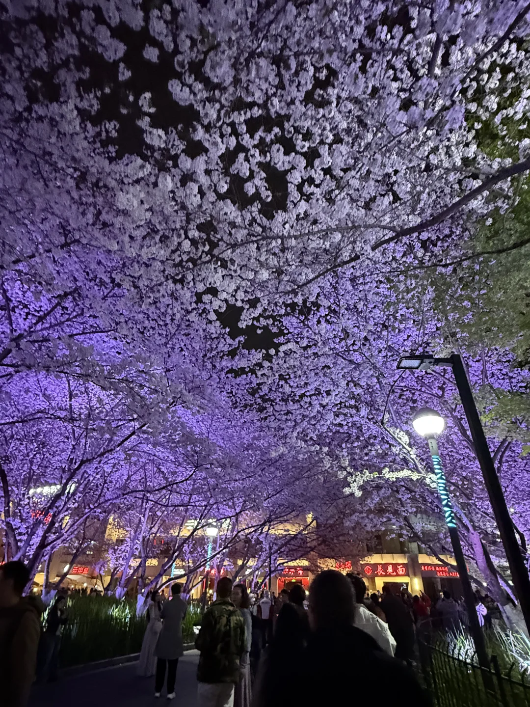 4.2live晚上21点虹口樱花🌸依然好多人