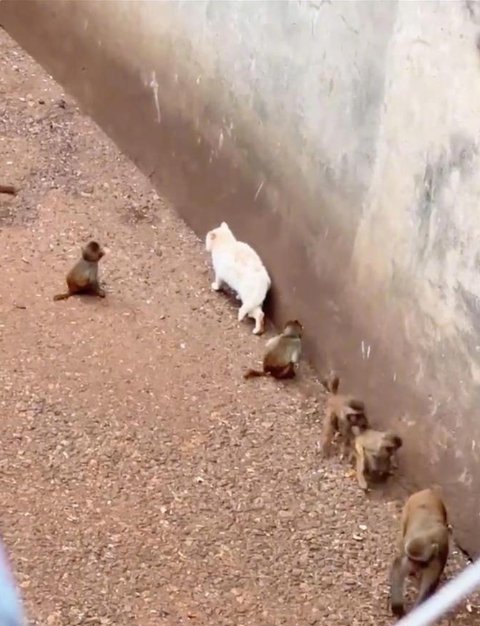 #昆明动物园采用诱捕方式将猫移出猴山# ​​​【昆明动物园：决定立即采用诱捕的方