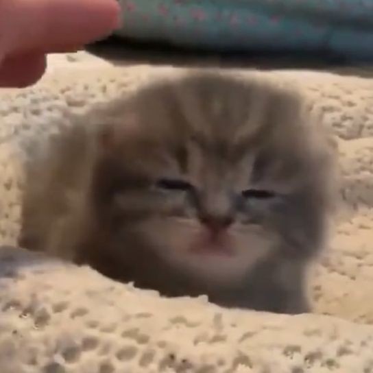 糊糊小猫₍˄·͈༝·͈˄*₎੭ ​​​