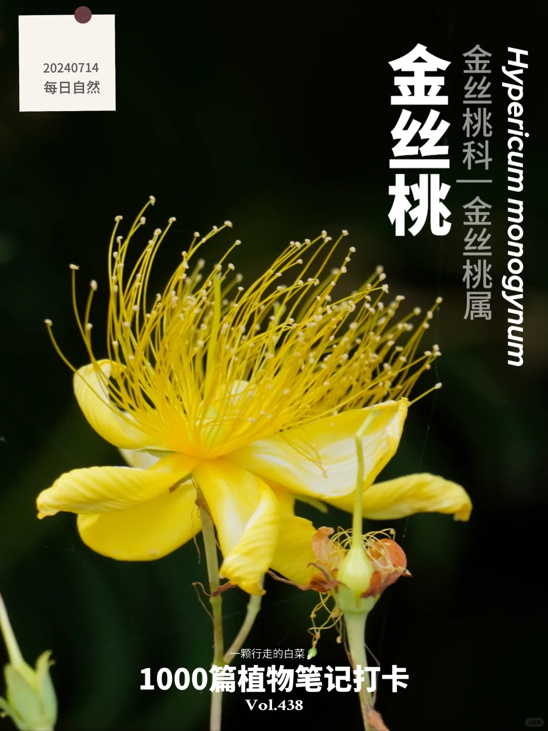 植物笔记438 | 灿若骄阳的金丝桃