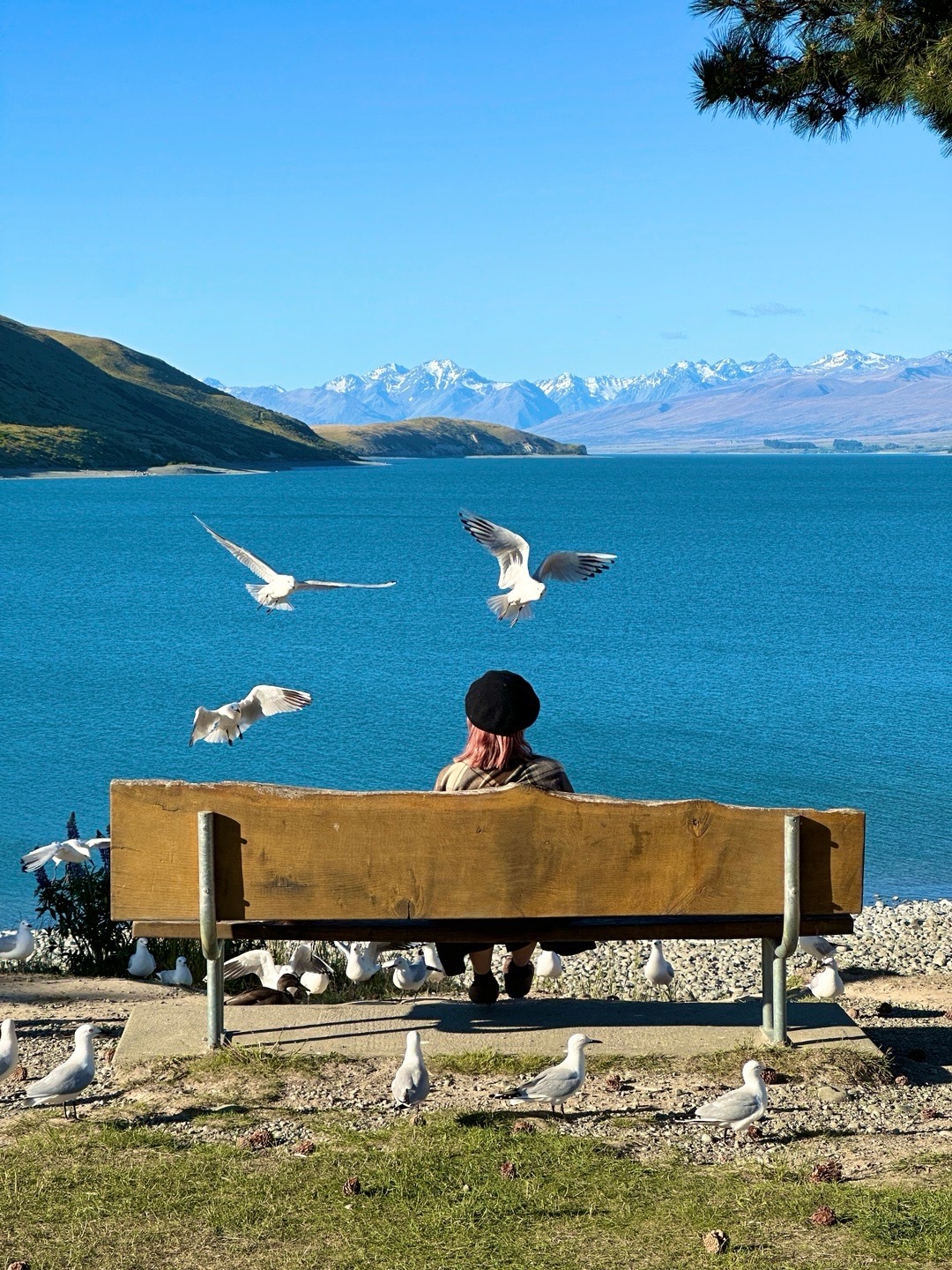 🇳🇿新西兰的记忆太美好！第一次长途25天环岛旅行在这里感受到什么才是真正的生