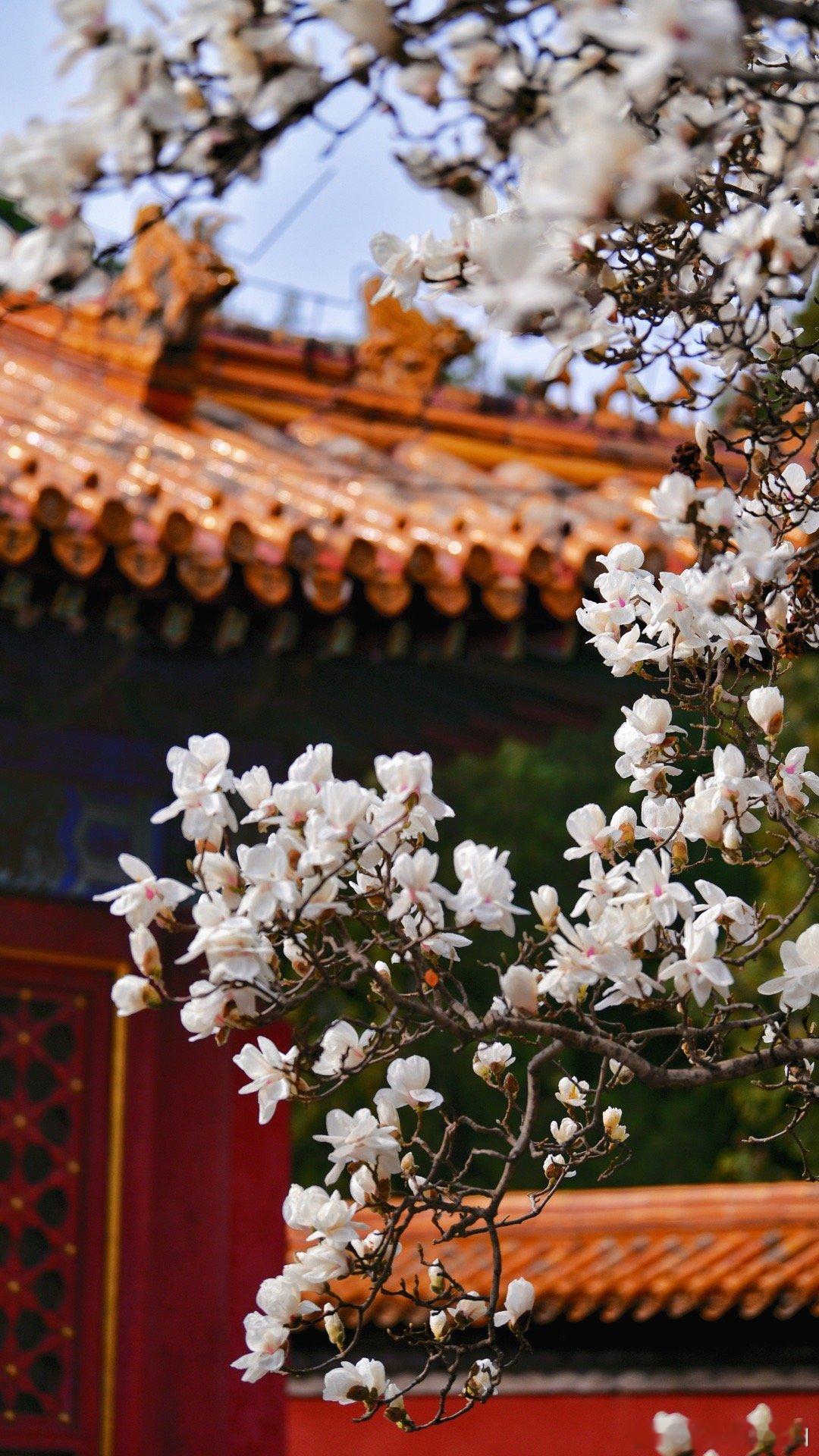 繁花三月——北京地坛公园 摄影​​​