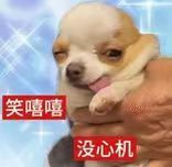 不用和我耍心眼，因为以我的智商根本看不懂 
